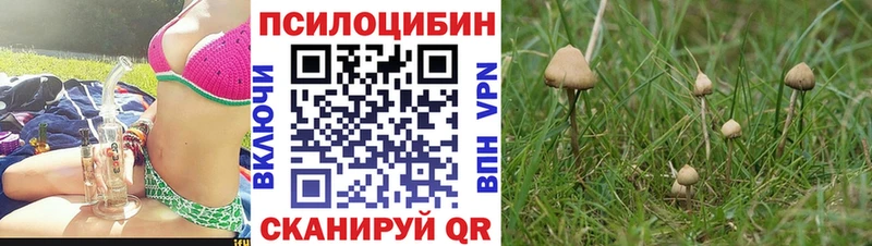 наркота  Омск  Псилоцибиновые грибы Psilocybe 